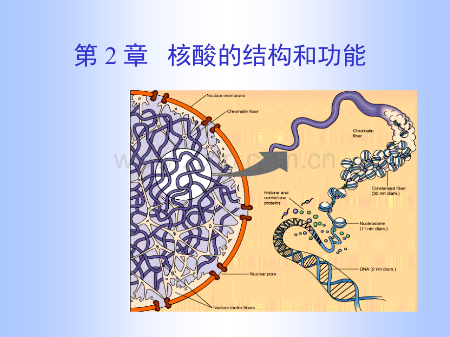 2019精选医学第02章核酸.ppt.ppt_第1页