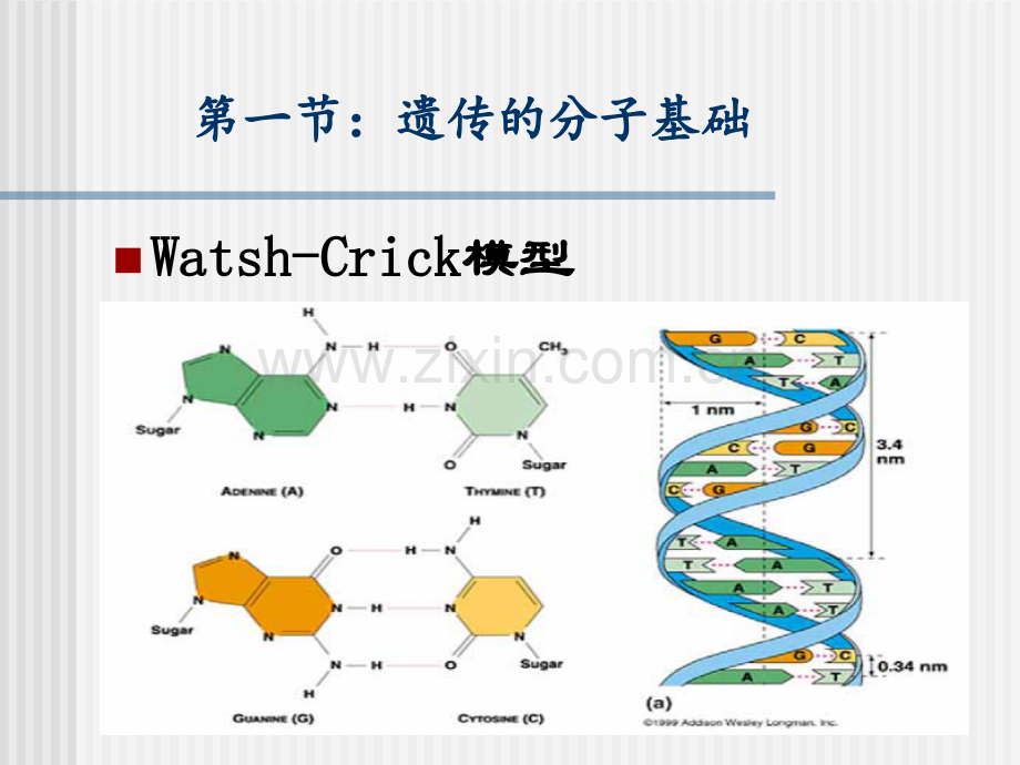 《医学生物学教学资料》4生命的遗传与变异.ppt_第2页