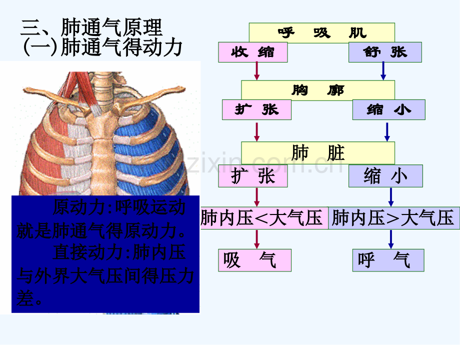 生理学课件呼吸.pptx_第3页