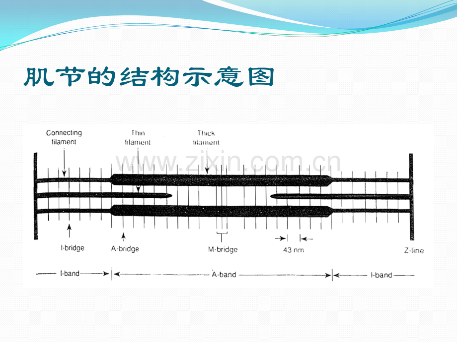 牵伸技术.pptx_第3页