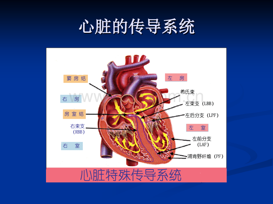 恶性心律失常的识别与护理.ppt_第2页