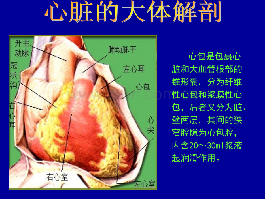 超声心动图.ppt_第3页