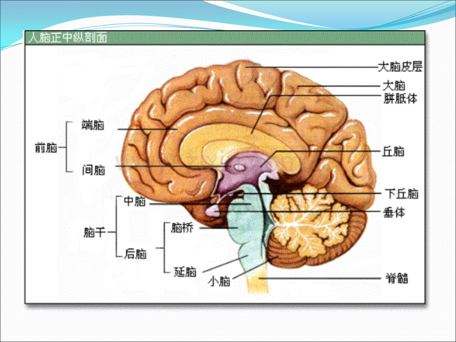 生理学基础第十章-神经系统.ppt_第3页