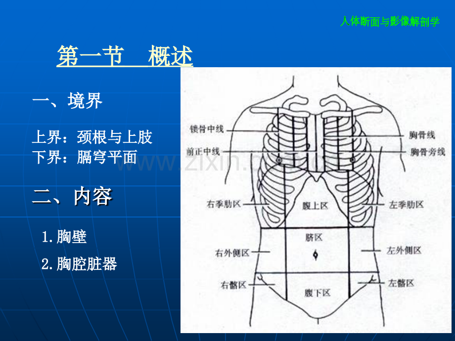 断层解剖学--胸部.ppt_第3页