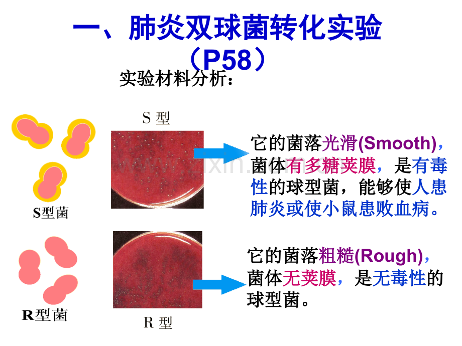 肺炎双球菌转化实验(P58).ppt_第2页