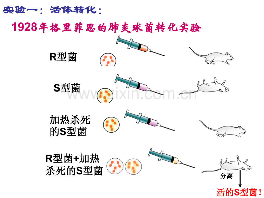 肺炎双球菌转化实验(P58).ppt_第3页