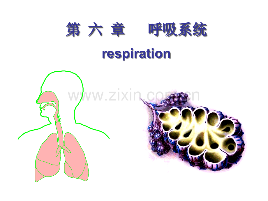 生理学课件PPT第5章呼吸系统.ppt_第1页