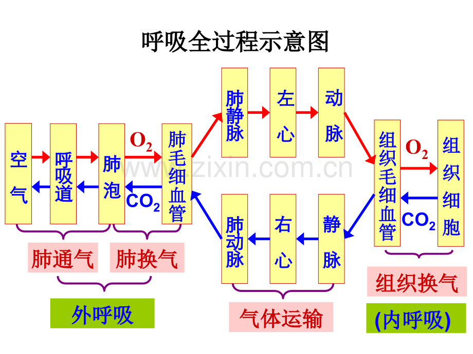 生理学课件PPT第5章呼吸系统.ppt_第2页