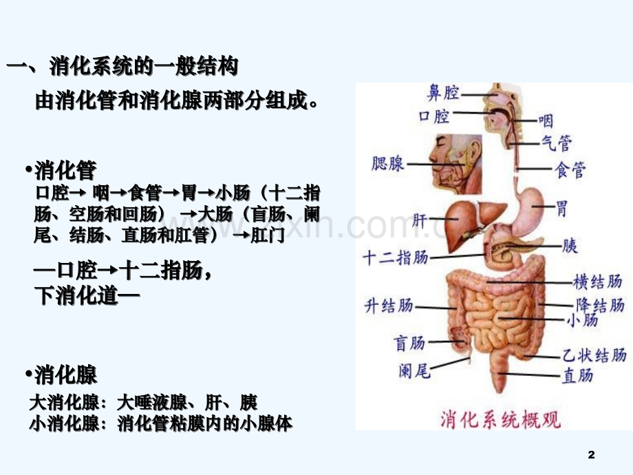 人体解剖生理学-消化系统(解剖)-PPT.ppt_第2页