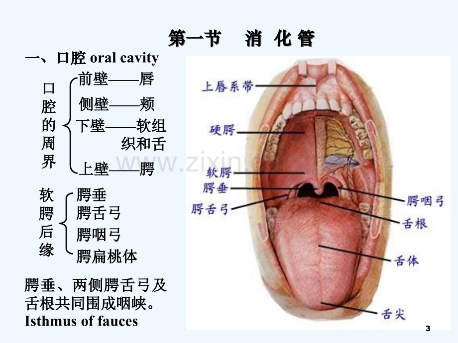 人体解剖生理学-消化系统(解剖)-PPT.ppt_第3页