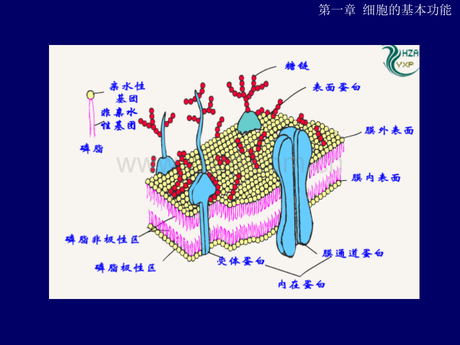 生理学--第一章-细胞的基本功能.ppt_第2页