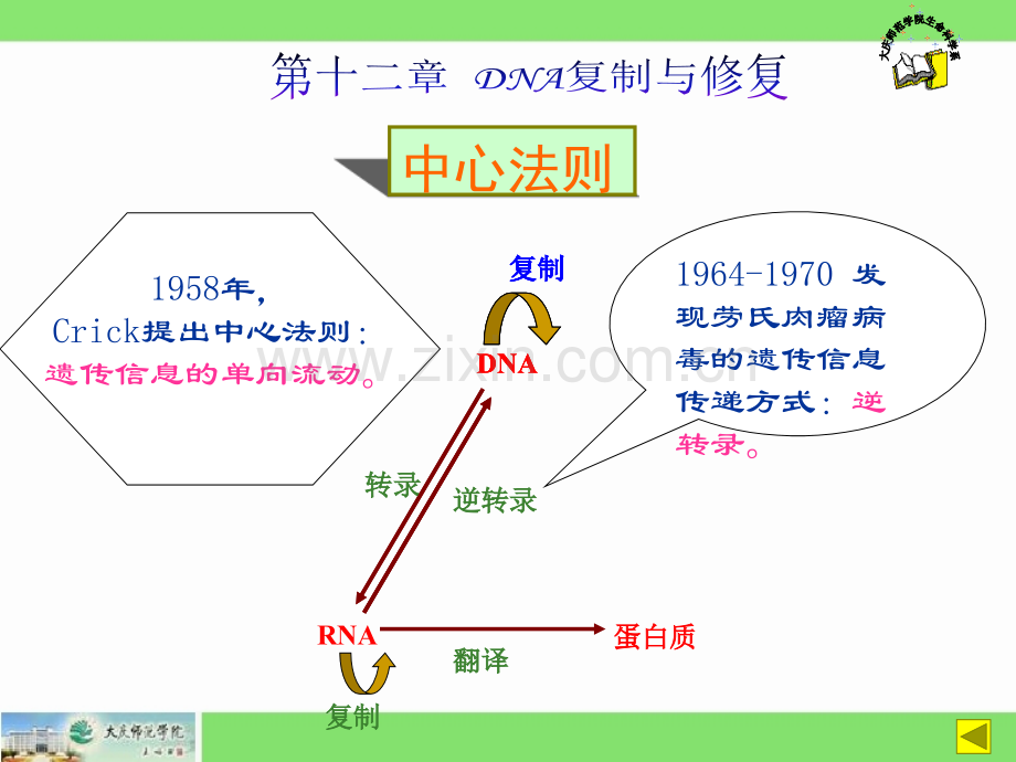 生物化学核酸与蛋白质合成考研辅导2010.ppt_第2页