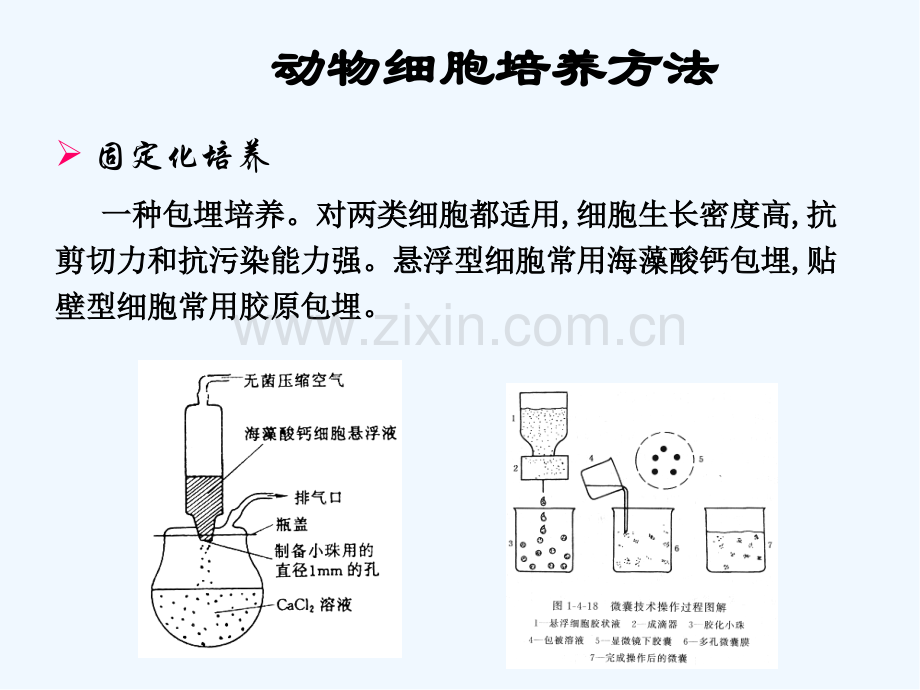 第一篇第四章动物细胞培养反应器.pptx_第3页