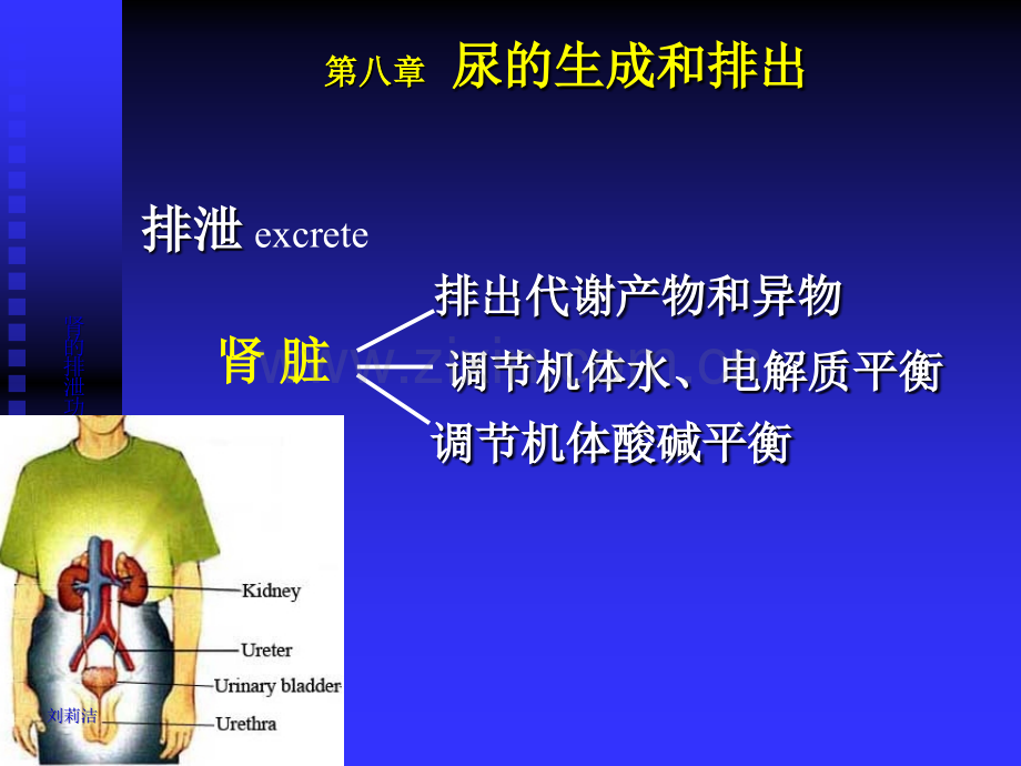 生理学课件泌尿人卫第七版.ppt_第2页