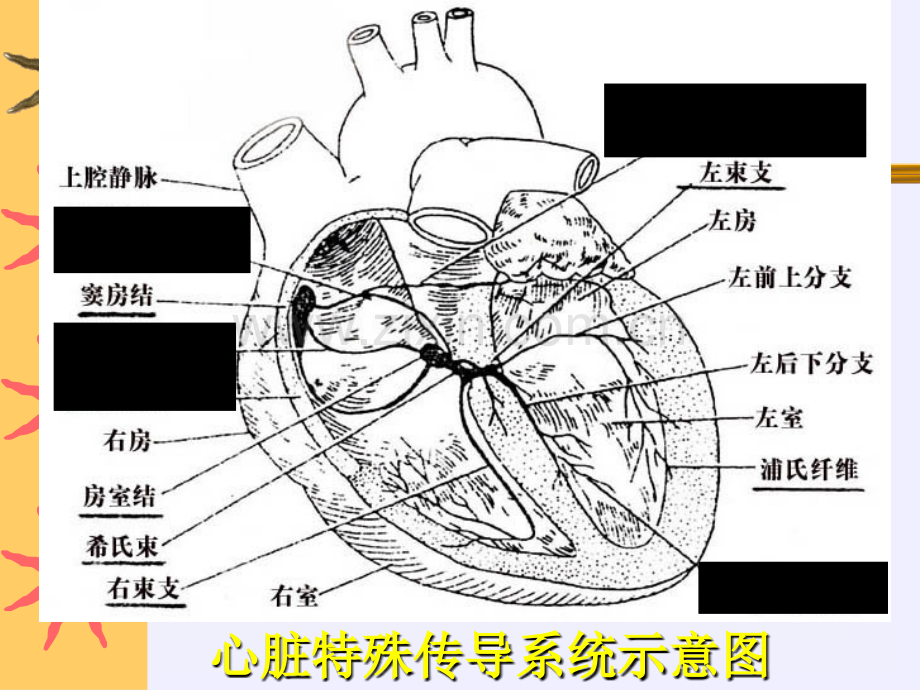 正常心电图解读.ppt_第2页