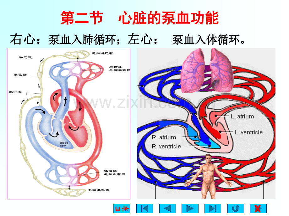 生理课件-第四章-血液循环.ppt_第2页