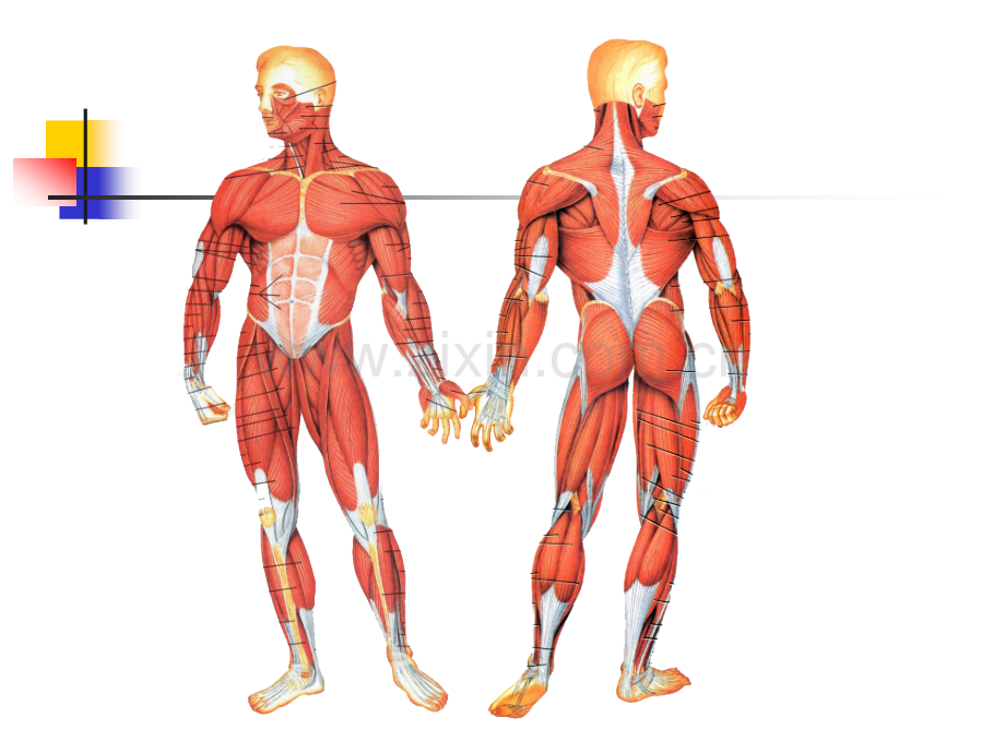 《运动解剖学》-肌学.ppt_第2页