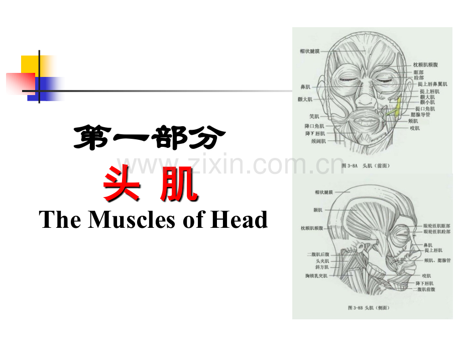 《运动解剖学》-肌学.ppt_第3页