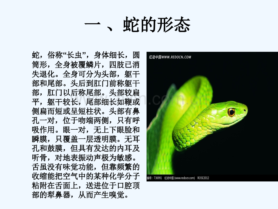 蛇的生物学特性-PPT.ppt_第2页