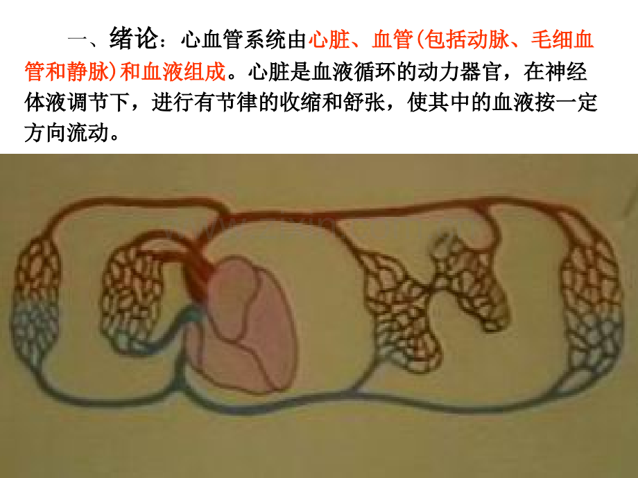 动物解剖学之心血管系统.ppt_第3页