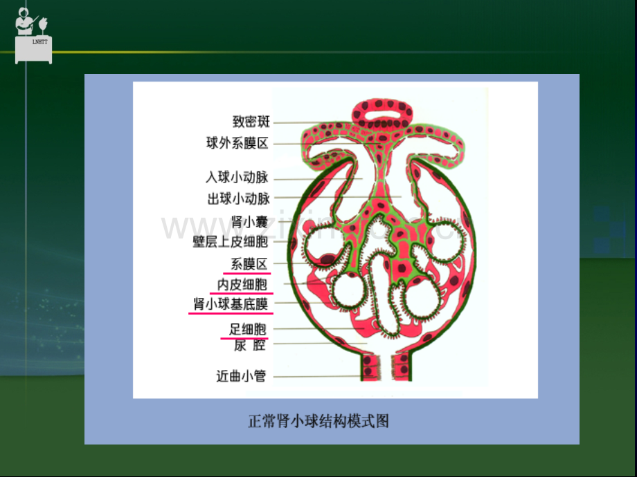 第十二章-小儿泌尿系统疾病.ppt_第2页