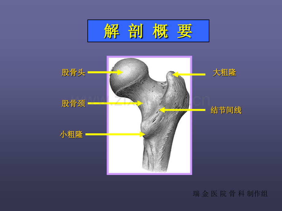 股骨颈骨折-PPT.ppt_第3页