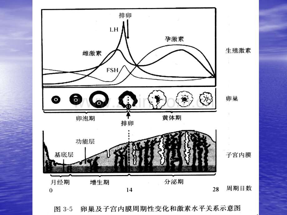 功能失调性子宫出血功血Disfunctionaluterinebleeding.ppt_第2页