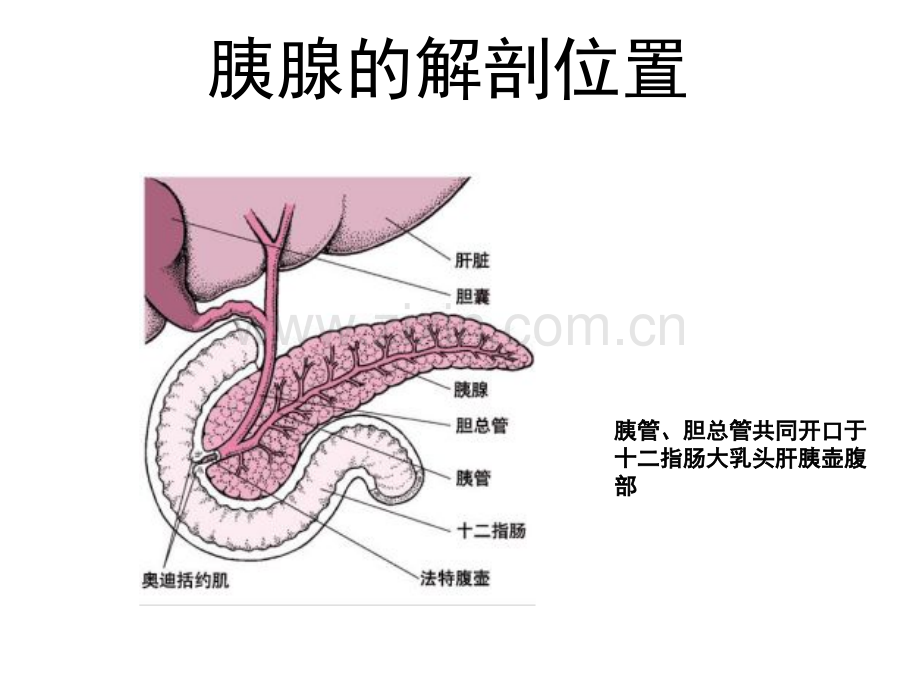 急性胰腺炎中西医诊治及常见不典型表现与误诊分析.ppt_第3页