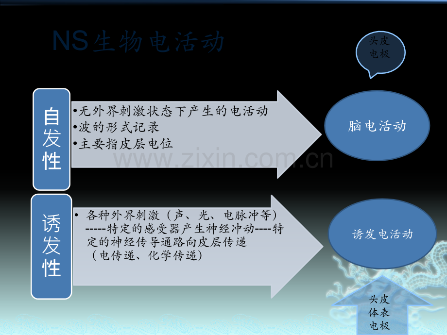 肌电图的检测与应用.pptx_第2页