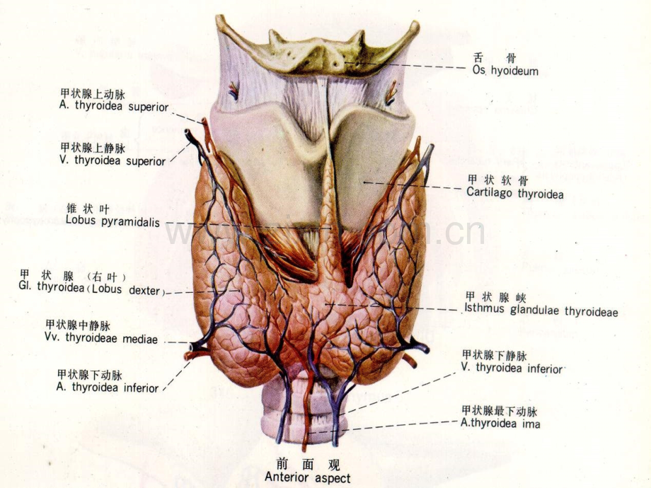 甲状腺超声诊断(1).ppt_第2页