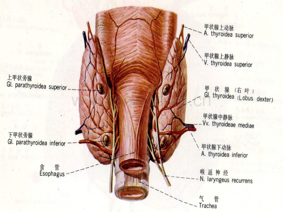 甲状腺超声诊断(1).ppt_第3页