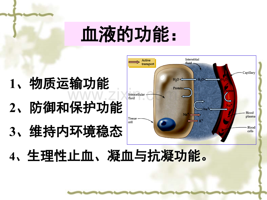 生理学血液.ppt_第3页