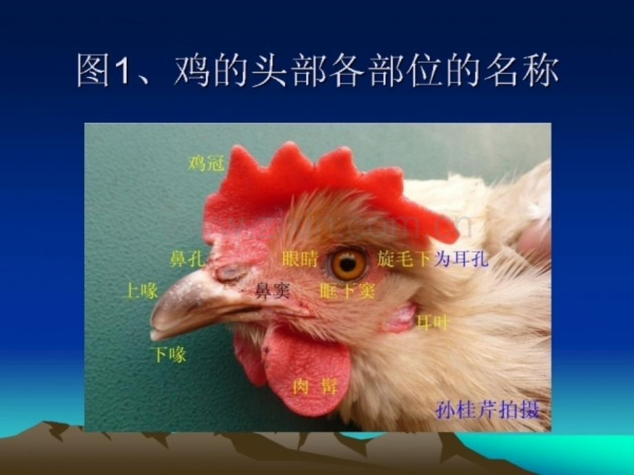 非常实用的鸡的解剖课件.ppt_第3页