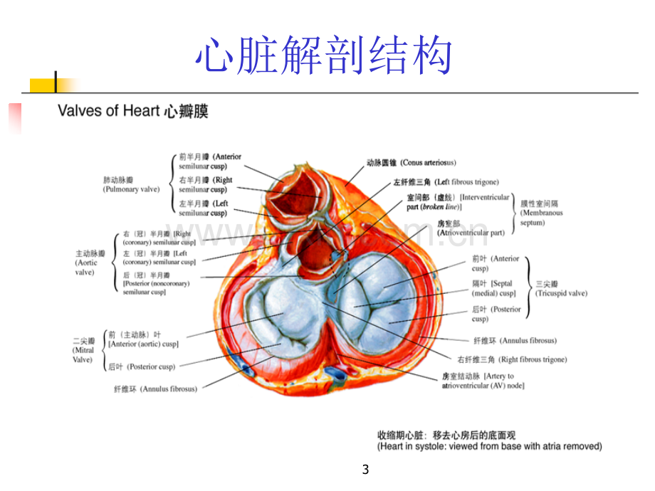 心脏瓣膜病.ppt_第3页