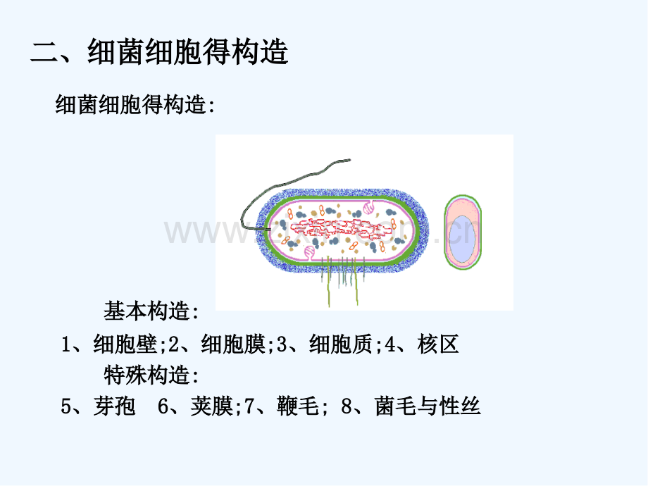 原核微生物的形态构造和功能.pptx_第3页