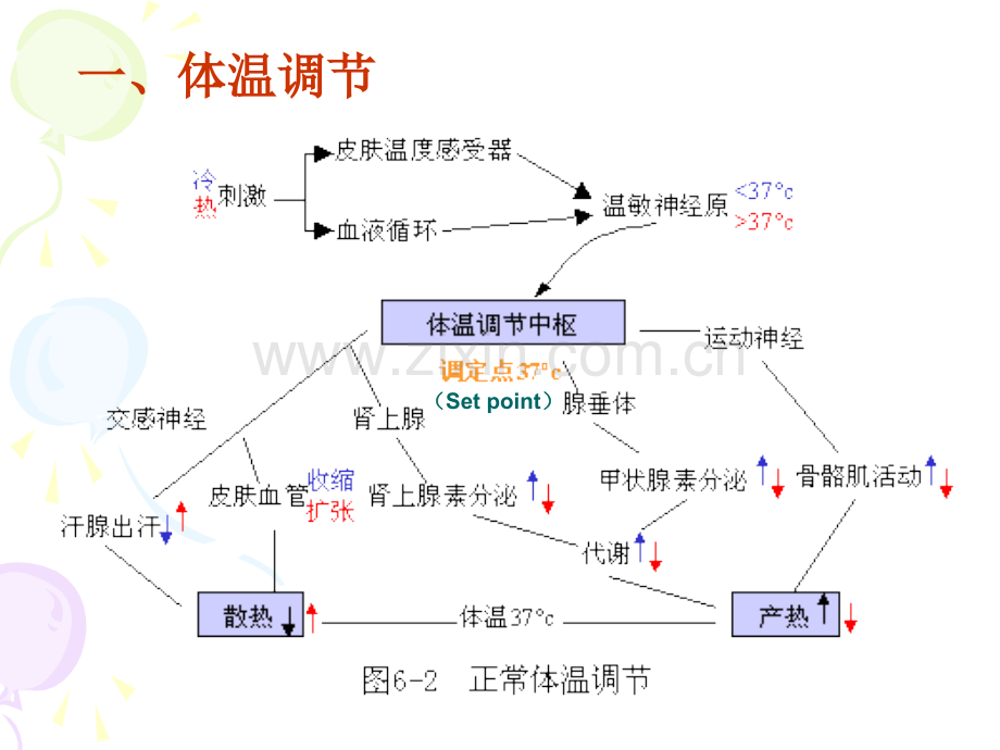 动物病理学发热.ppt_第3页