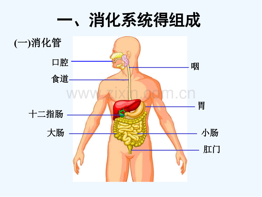 食物的消化与营养物质的吸收-PPT.pptx_第2页