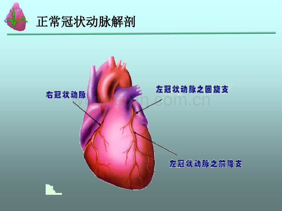 冠脉造影基础知识及解剖结构分析.ppt_第2页