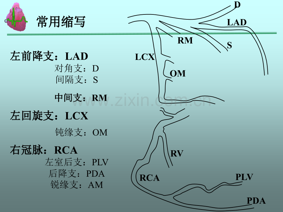 冠脉造影基础知识及解剖结构分析.ppt_第3页