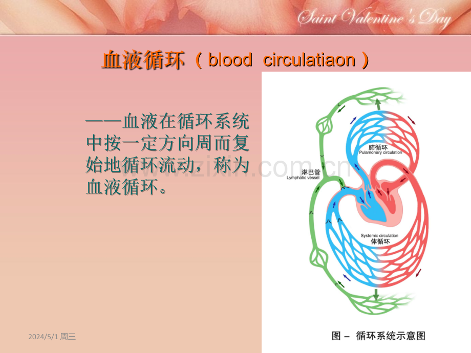 心脏的泵血功能.ppt_第2页