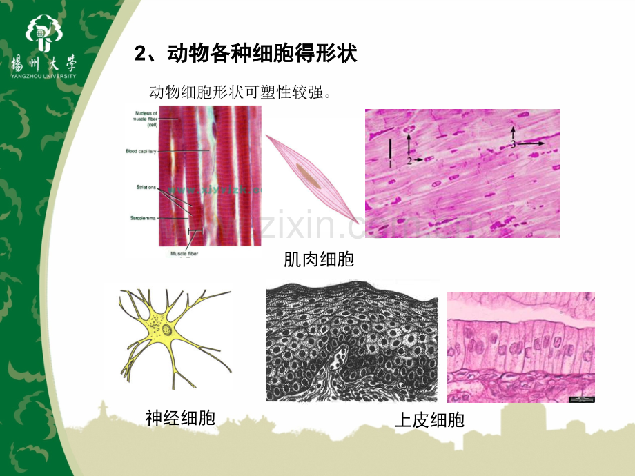 细胞组织器官和系统-PPT.pptx_第3页