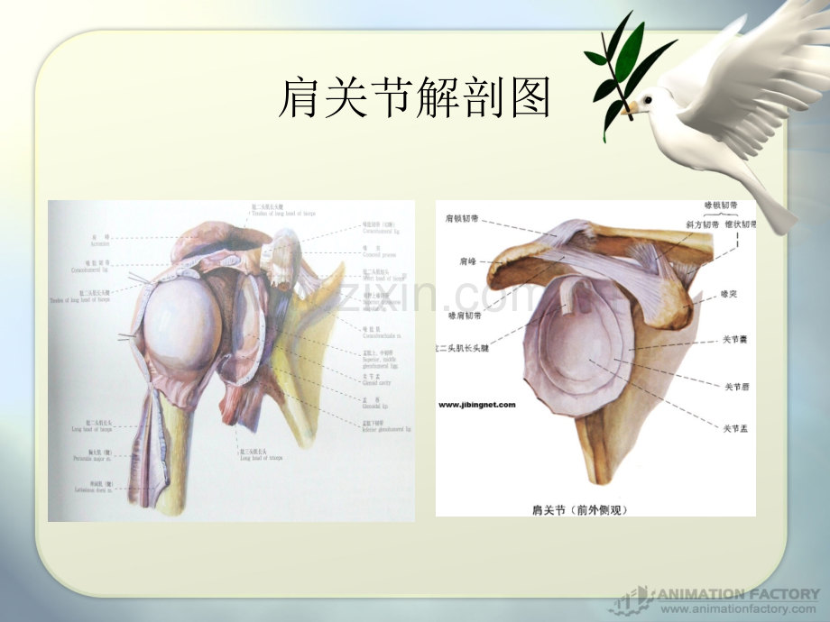 肩关节前脱位2.ppt_第3页