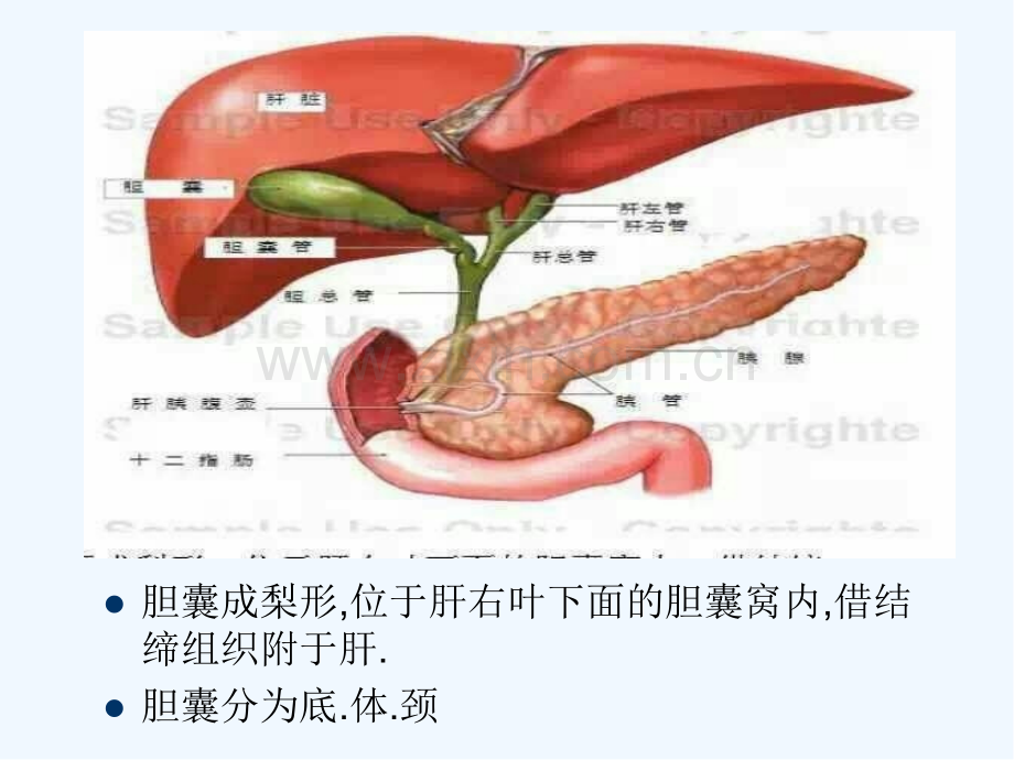 腹腔镜下胆囊切除术ppt.pptx_第2页