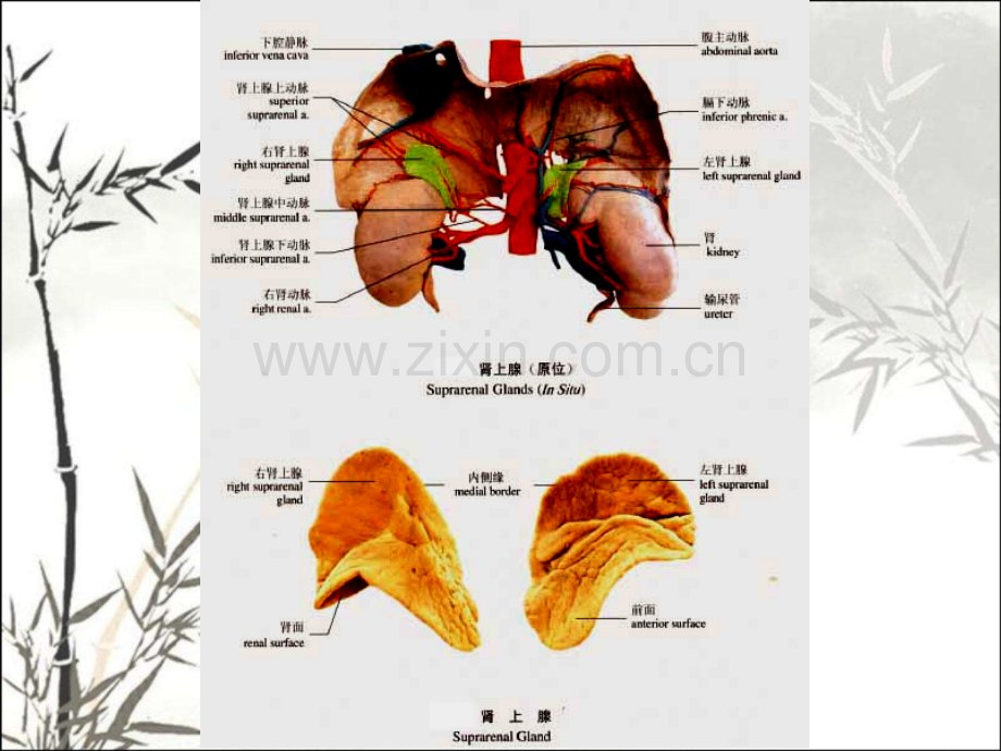 肾上腺疾病的影像学诊断.pptx_第2页