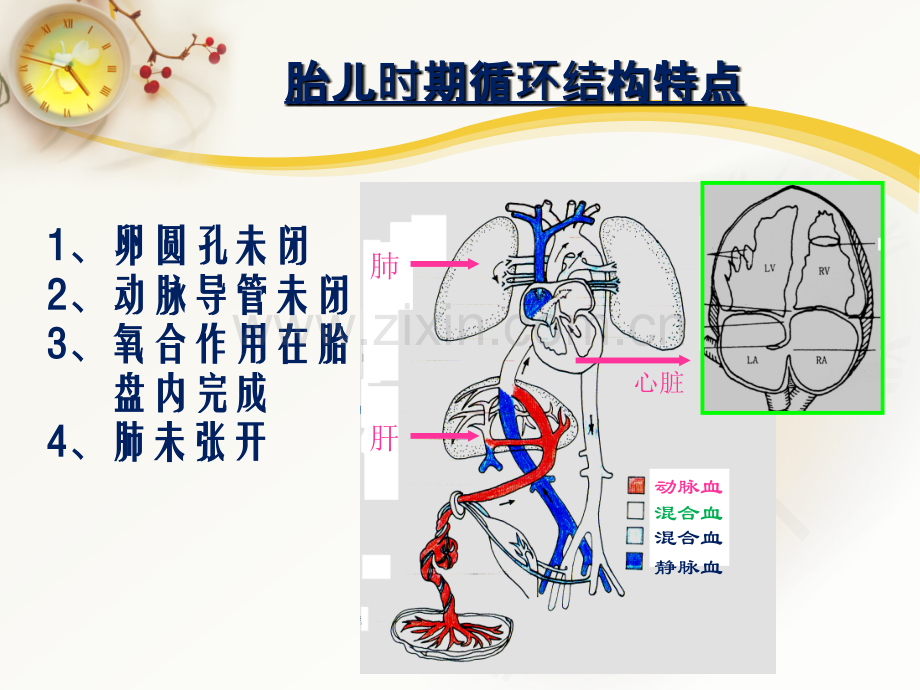 心脏超声常用切面及解剖.pptx_第2页