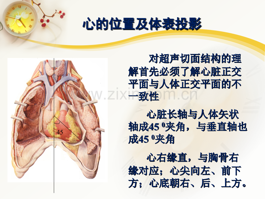 心脏超声常用切面及解剖.pptx_第3页