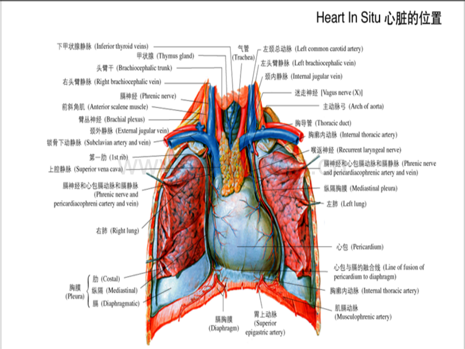 心脏解剖生理.ppt_第2页