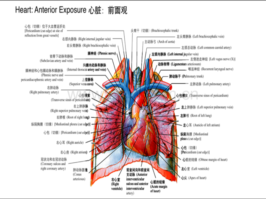 心脏解剖生理.ppt_第3页