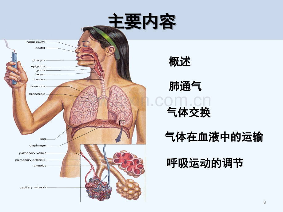 第5章-呼吸-生理学-PPT.ppt_第3页