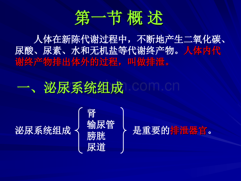 生理学泌尿系统.ppt_第3页